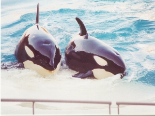 rencontre avec les orques marineland